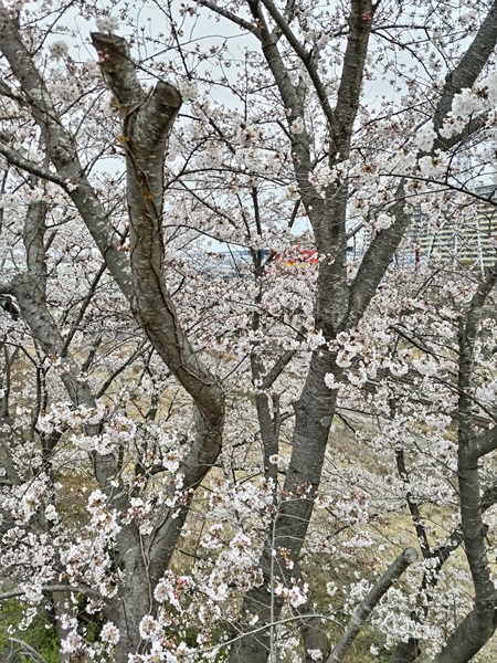 Dsc 0068