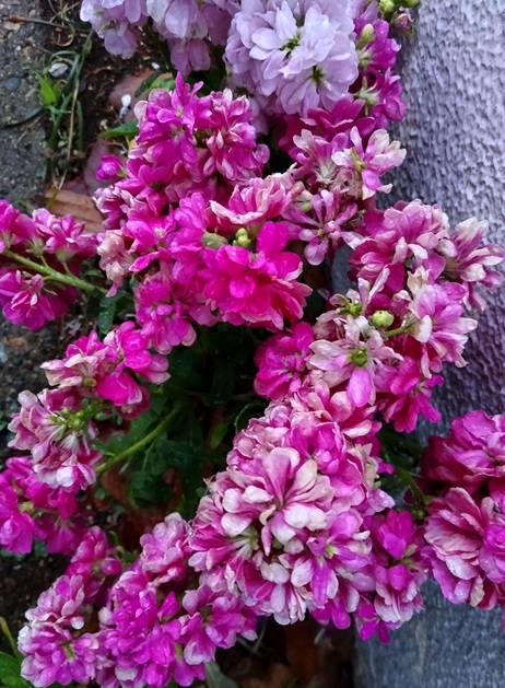Dsc 0157アラセイトウ