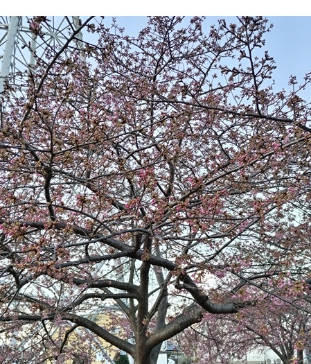Dsc 0159カワヅザクラ